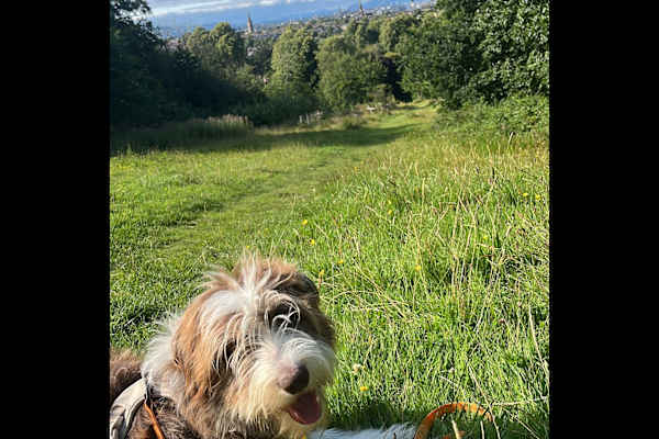 House sit in Glasgow, United Kingdom