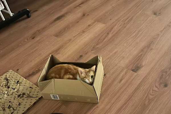 House sit in Leipzig, Germany