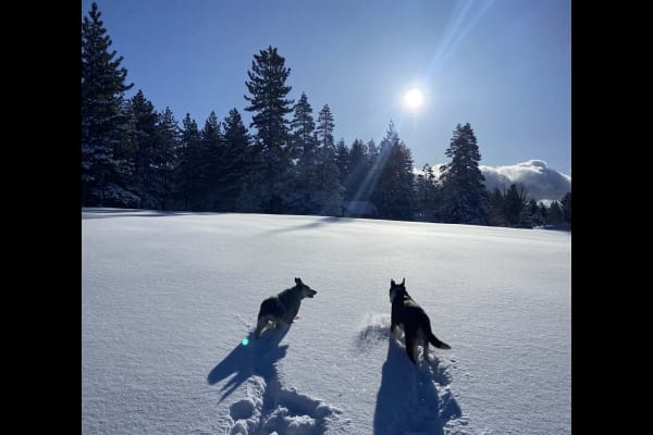 House sit in Tahoe City, CA, US