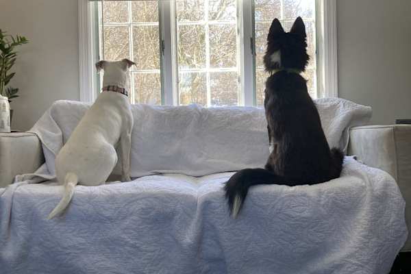 House sit in Westminster, MD, US