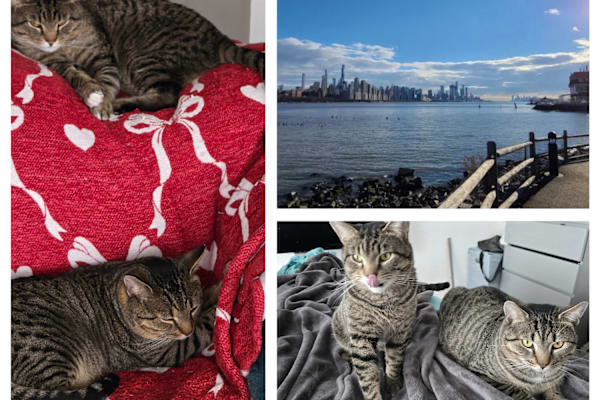 House sit in West New York, NJ, US