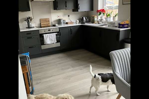 House sit in Whitley Bay, United Kingdom
