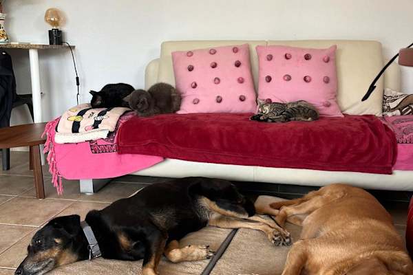 House sit in Alcúdia, Spain