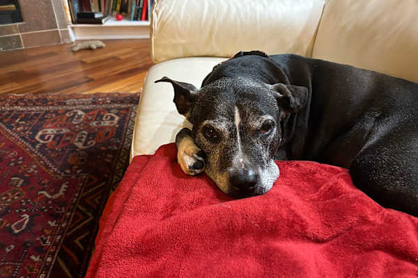 House sit in St. Petersburg, FL, US