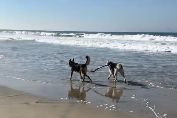 House sit in Punta Banderas, Mexico