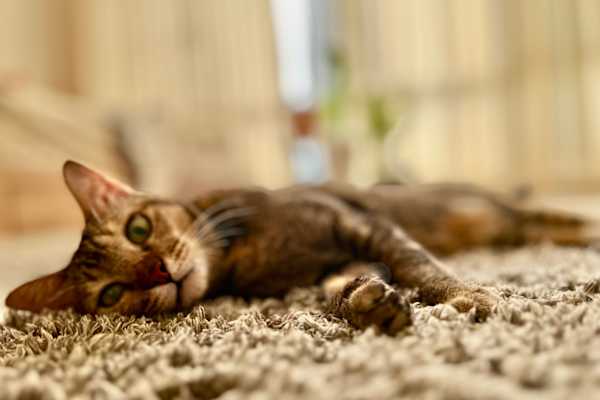 House sit in Bangkok, Thailand