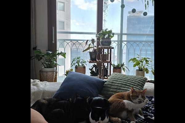 House sit in Gohyeon, South Korea