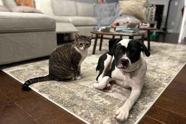 House sit in Alpharetta, GA, US
