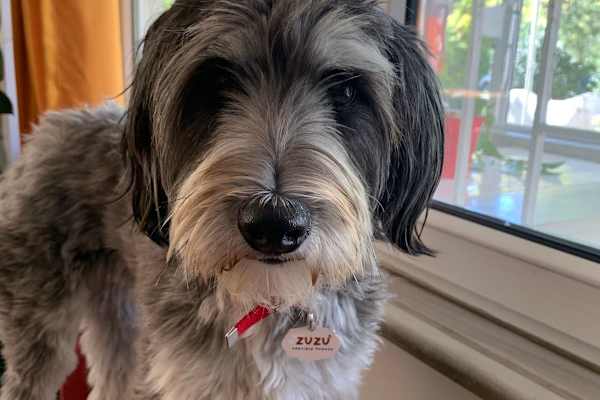 House sit in İstanbul, Turkey