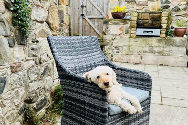 House sit in Belford, United Kingdom