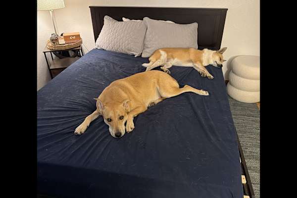 House sit in Longmont, CO, US