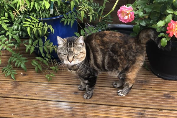 House sit in Ventnor, United Kingdom