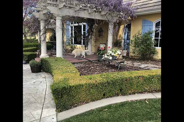 House sit in Placerville, CA, US