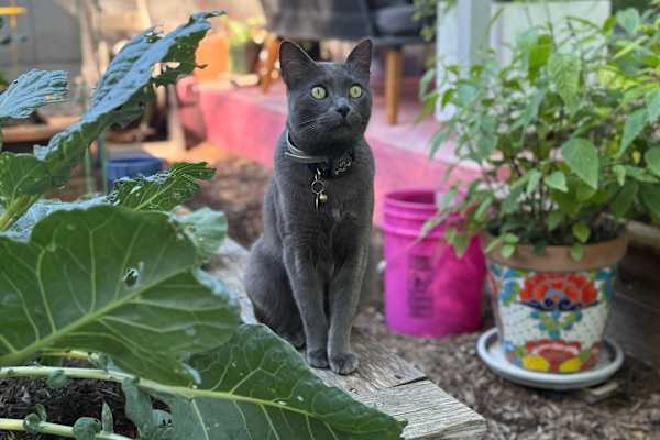 House sit in Austin, TX, US