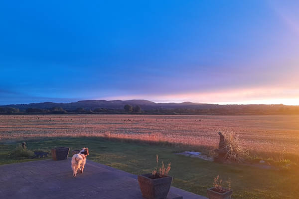 House sit in Nenagh, Ireland