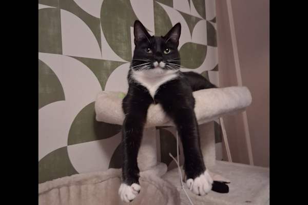 House sit in Dalton in Furness, United Kingdom