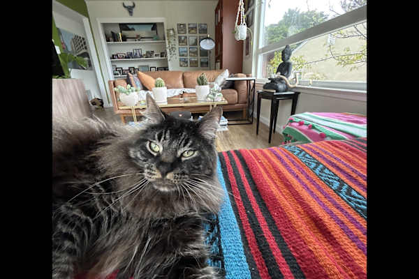 House sit in Pacifica, CA, US