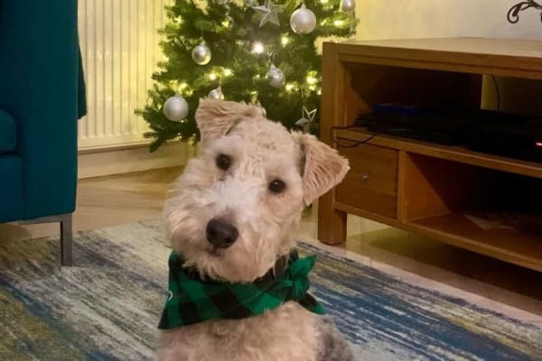 House sit in Dorridge, United Kingdom