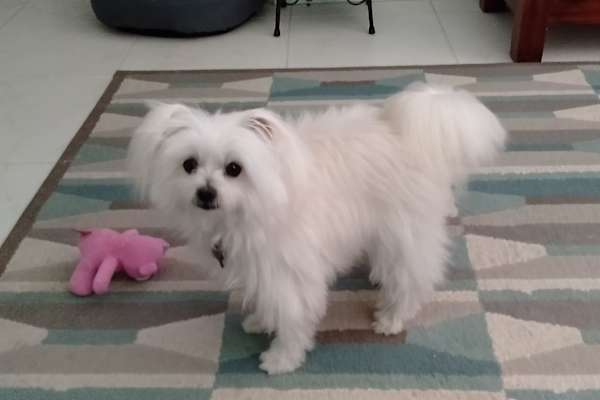 House sit in Tweed Heads, NSW, Australia