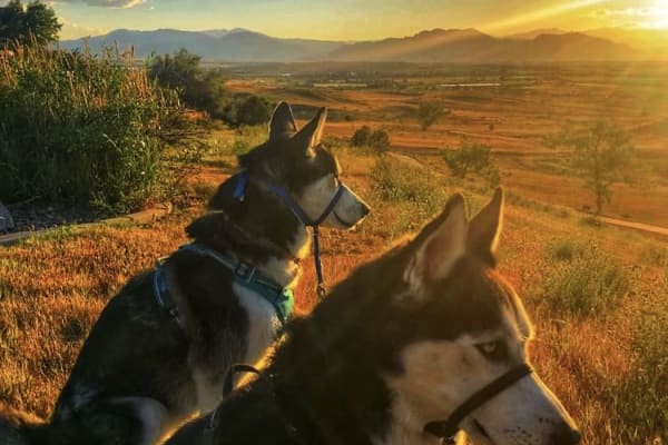 House sit in Broomfield, CO, US