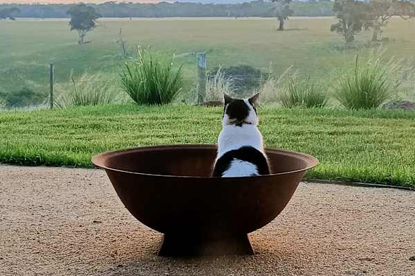 House sit in Bannockburn, VIC, Australia