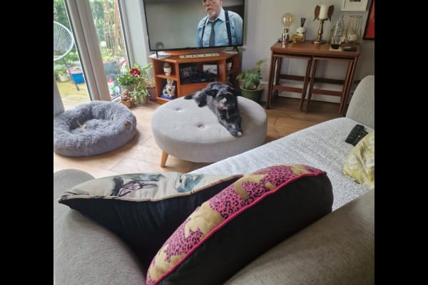 House sit in Crystal Palace, United Kingdom