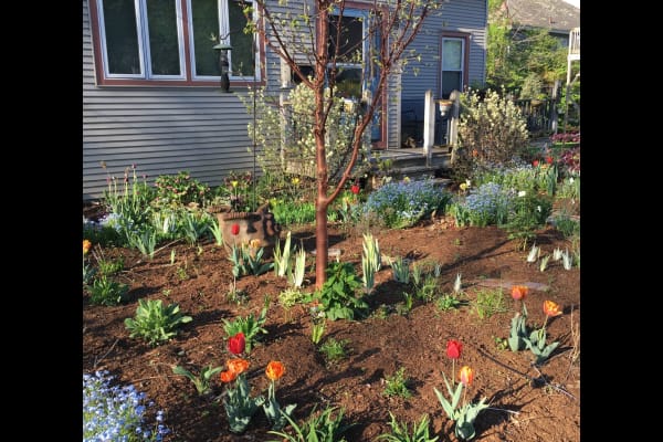 House sit in Burlington, VT, US