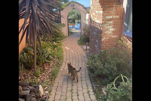 House sit in Morro Bay, CA, US