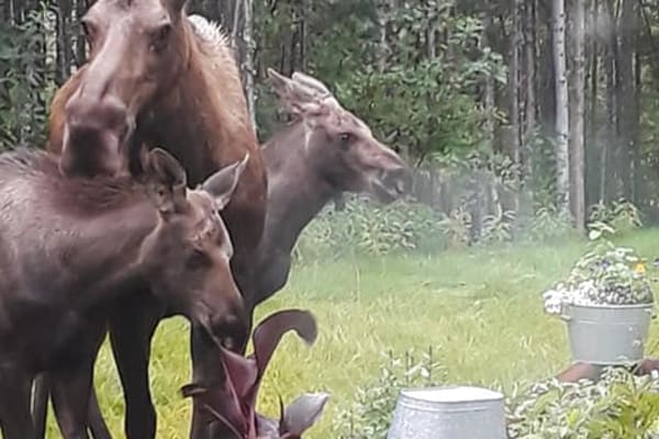 House sit in Fairbanks, AK, US