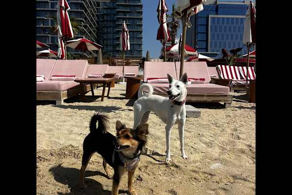 House sit in Dubai, United Arab Emirates