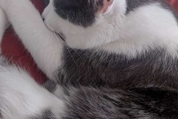 House sit in Brighton, United Kingdom