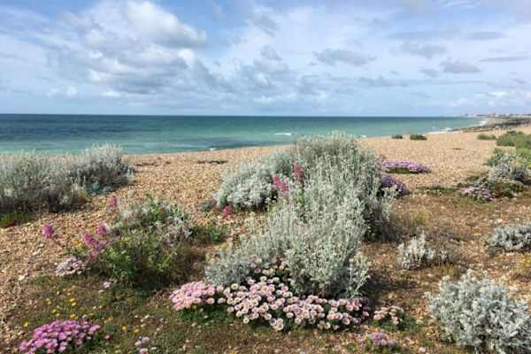 House sit in Shoreham-by-Sea, United Kingdom