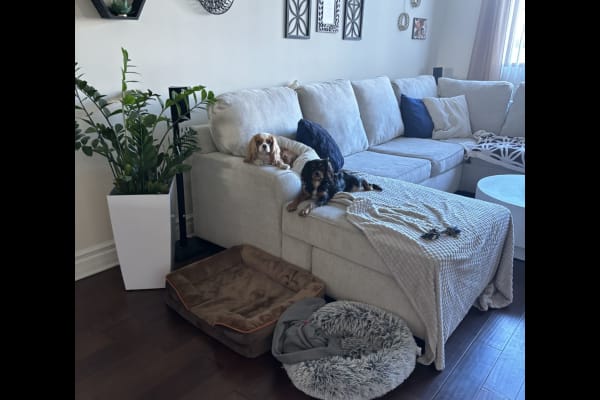House sit in Studio City, CA, US