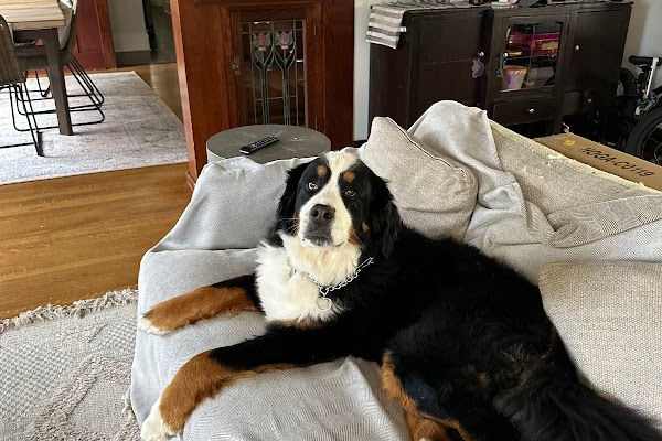 House sit in Los Angeles, CA, US