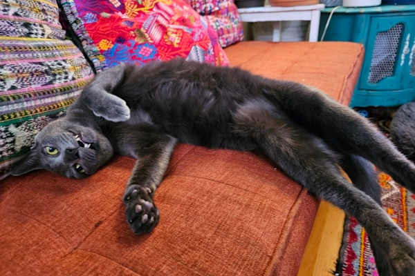 House sit in Central Saanich, BC, Canada