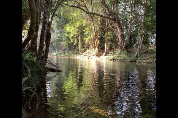 House sit in Mossman, QLD, Australia