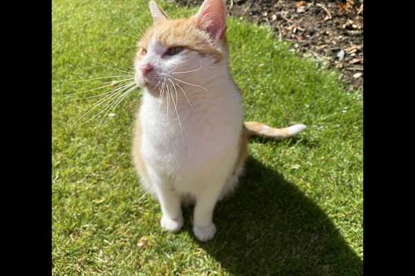 House sit in Ryde, United Kingdom