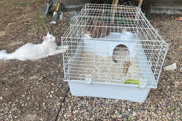 House sit in Puicheric, France