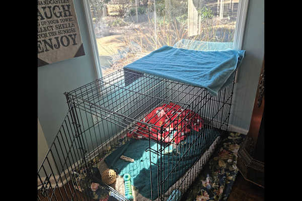 House sit in Hilton Head, SC, US