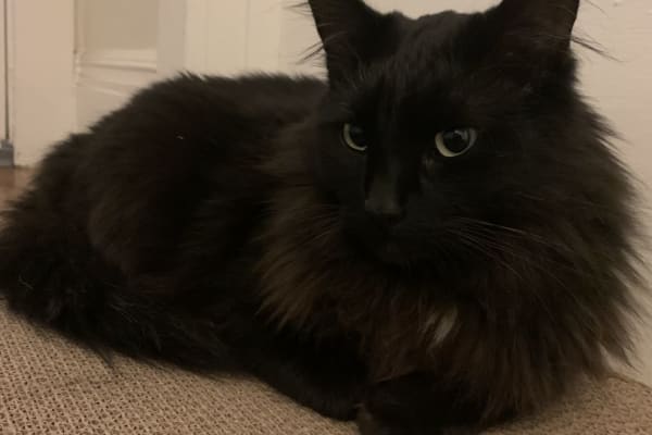 House sit in San Francisco, CA, US