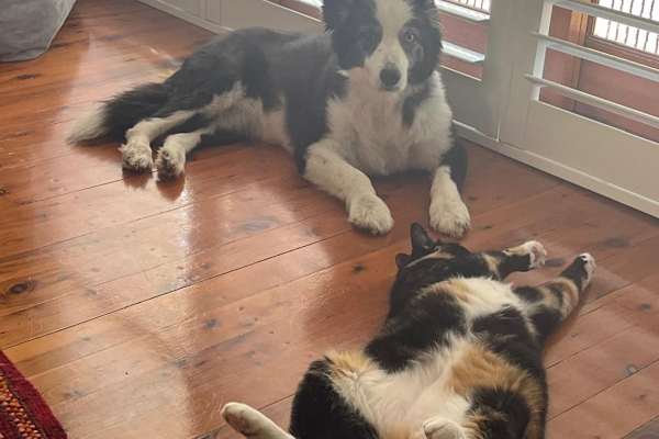 House sit in Sydney, NSW, Australia