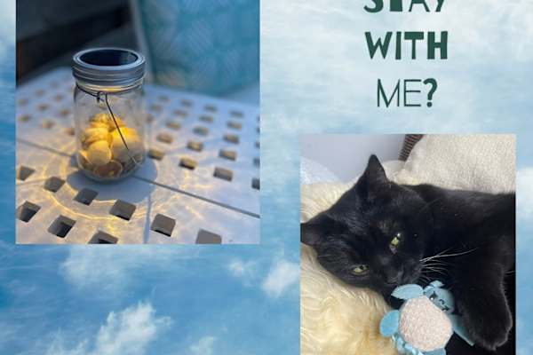 House sit in Ingelheim am Rhein, Germany