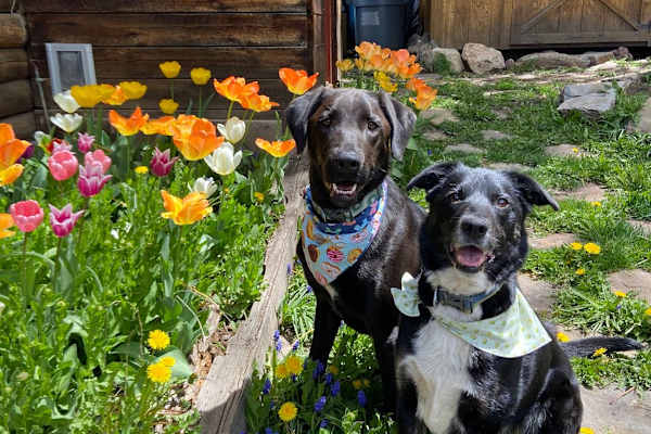 House sit in Steamboat Springs, CO, US