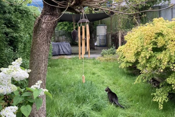 House sit in Antwerpen, Belgium