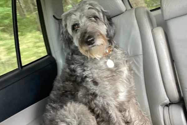 House sit in San Miguel de Allende, Mexico