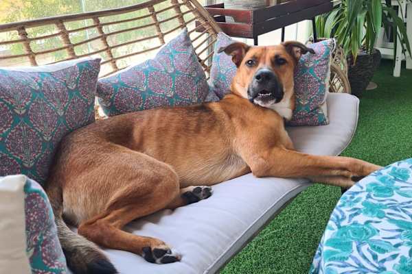 House sit in London, United Kingdom