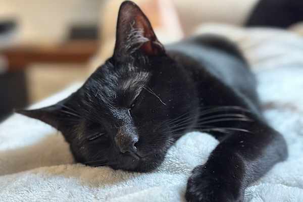 House sit in Los Angeles, CA, US