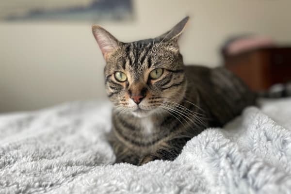 House sit in Toronto, ON, Canada