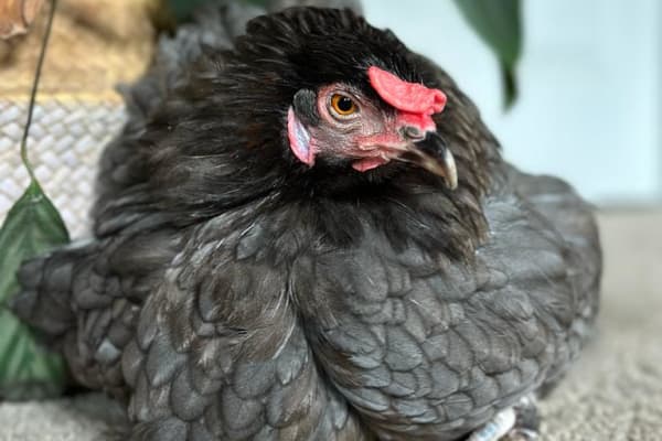 House sit in El Sobrante, CA, US