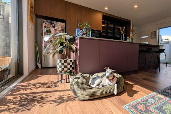House sit in Canberra, Australian Capital Territory, Australia